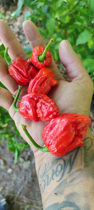 Sementes Bhut Jolokia(Ghost),OFERTA Portes Envio