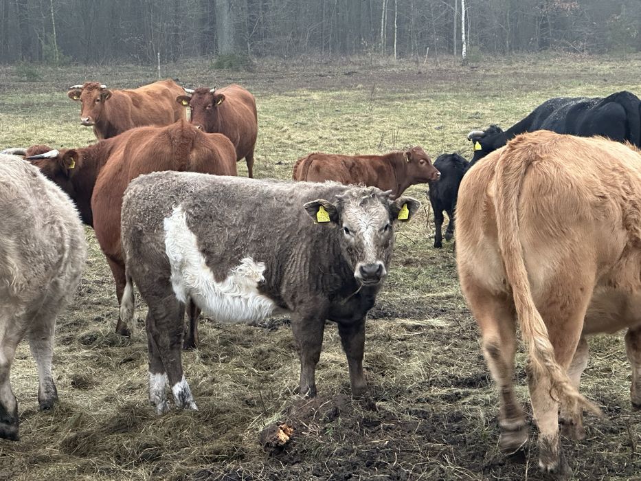 Sprzedam bydło mięsne
