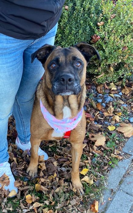 Puma w typie boksera szuka domu. Adoptuj!