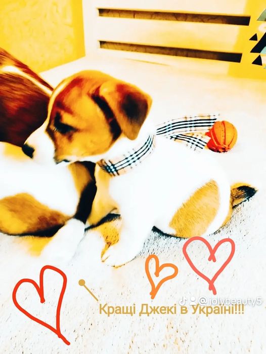 Кращі цуценята Джекі в Україні!!!