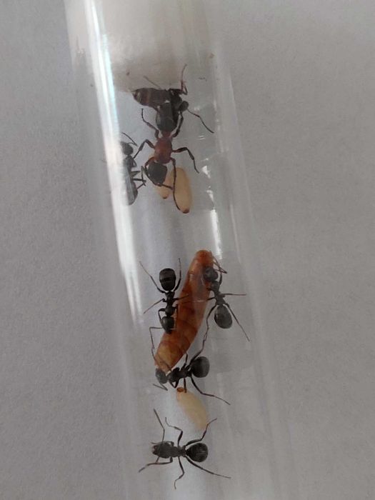 BESTSELLER! Królowa Formica Sanguinea + potomstwo
