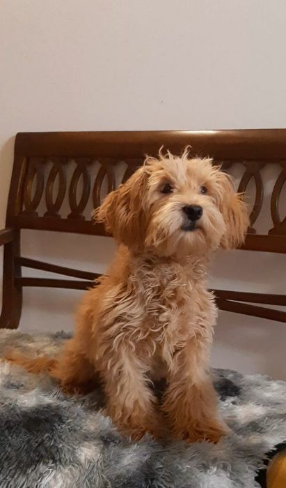 Мальтіпу ф1 підрощений красень