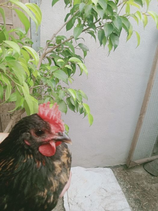 Молоді півники породи бентамка (корольок)