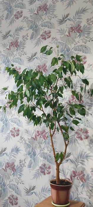 Фикус Бенжамина ,взрослый фикус