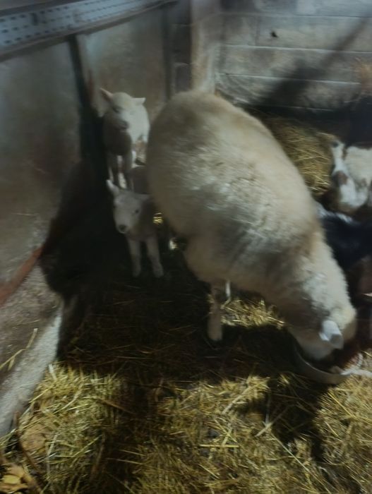 Vendo ovelha com filhos uma  fêmea e um macho