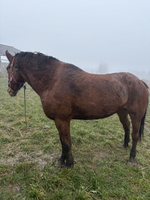 Продам кобилу.