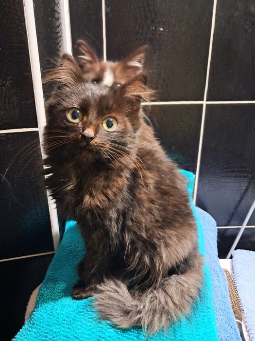 Кошенята в добрі руки