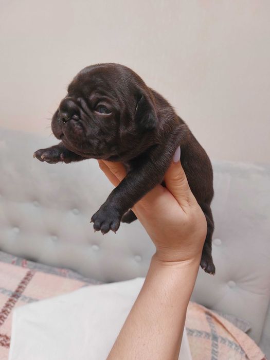 Цуценята французького бульдога