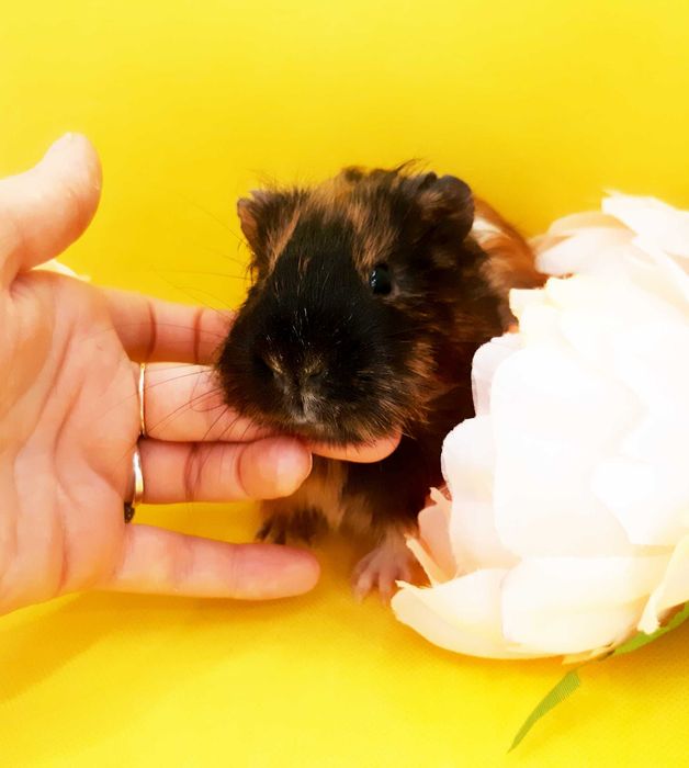 Морская свинка,морська свинка,морские свинки,морські свинки