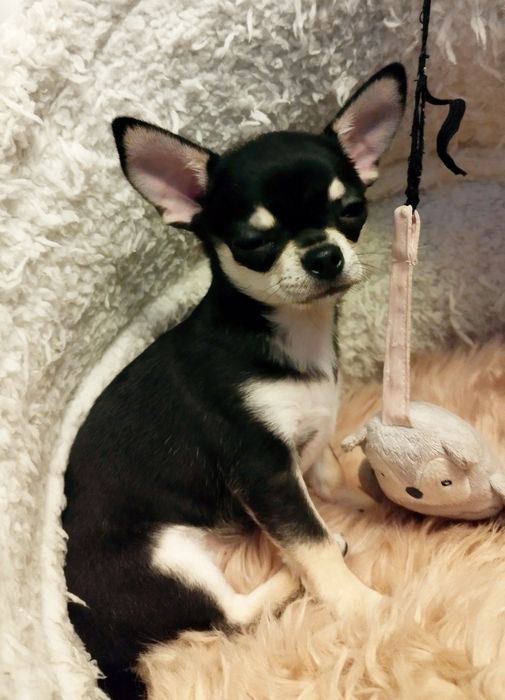 Chihuahua (FCI) malutki chłopczyk