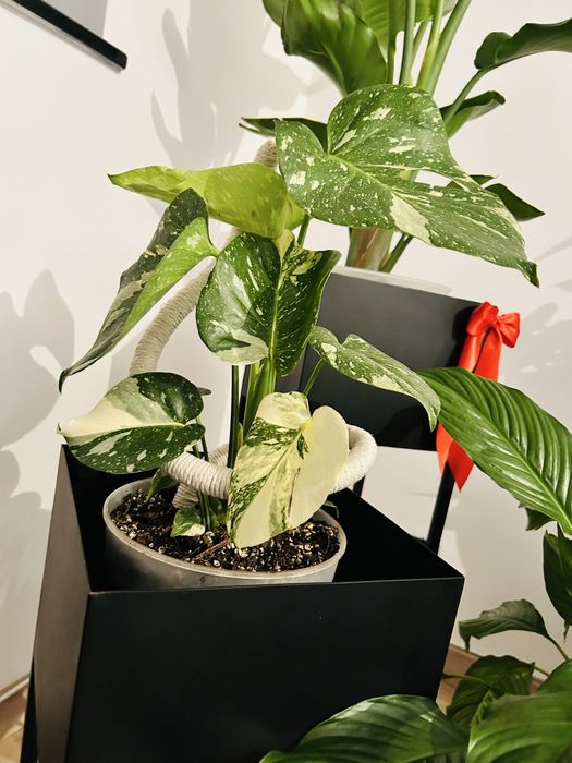 Palik do roślin spirala