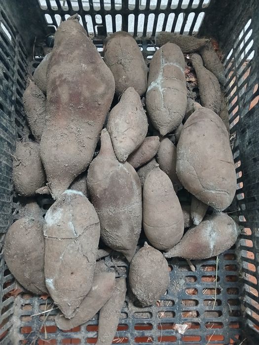 Plantas YACON  em vasos sabor a pêra