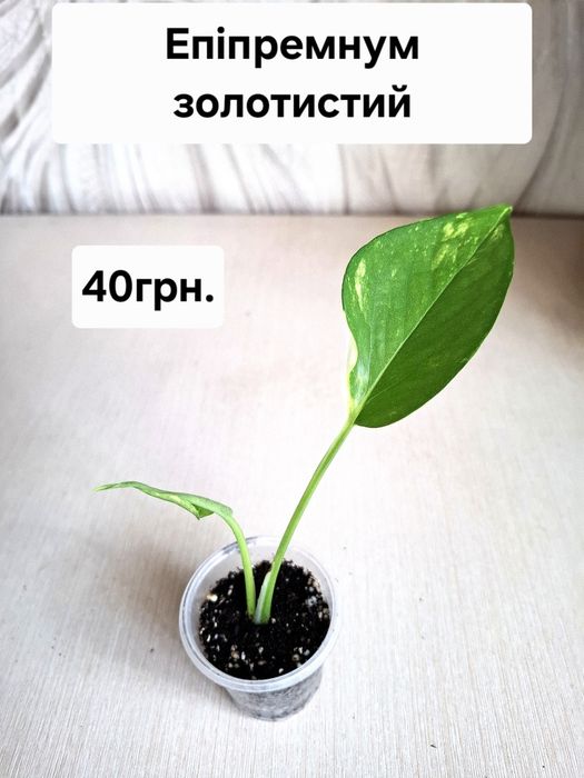 Кімнатні квіти, ціна підписана.