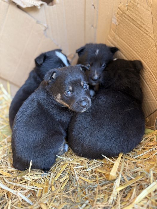 Собачка метис німецької вівчарки