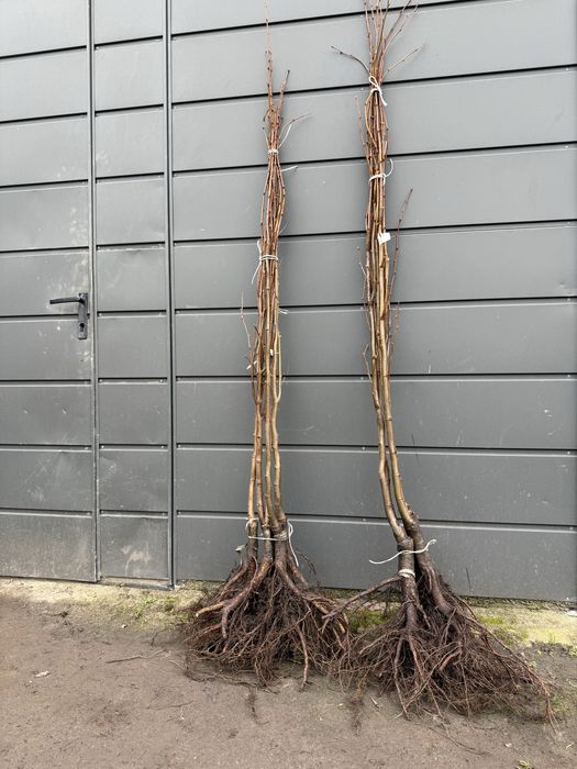 Lipa szczepiona Greenspire Moltkiego Jarząb Autumn Spire