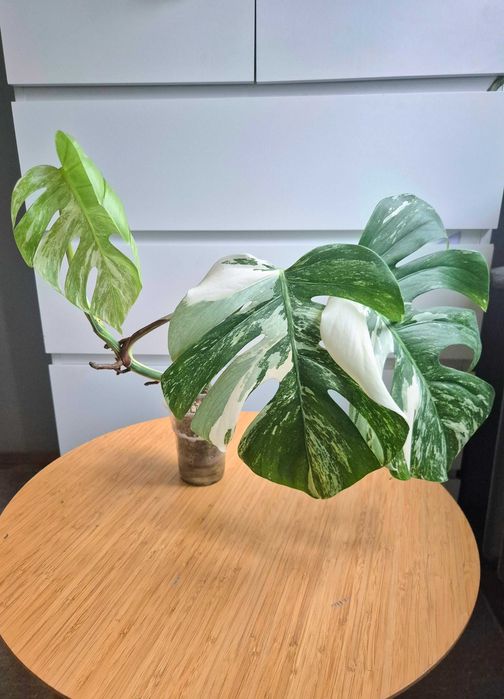 Monstera Variegata ukorzeniony szczyt w lechuzie