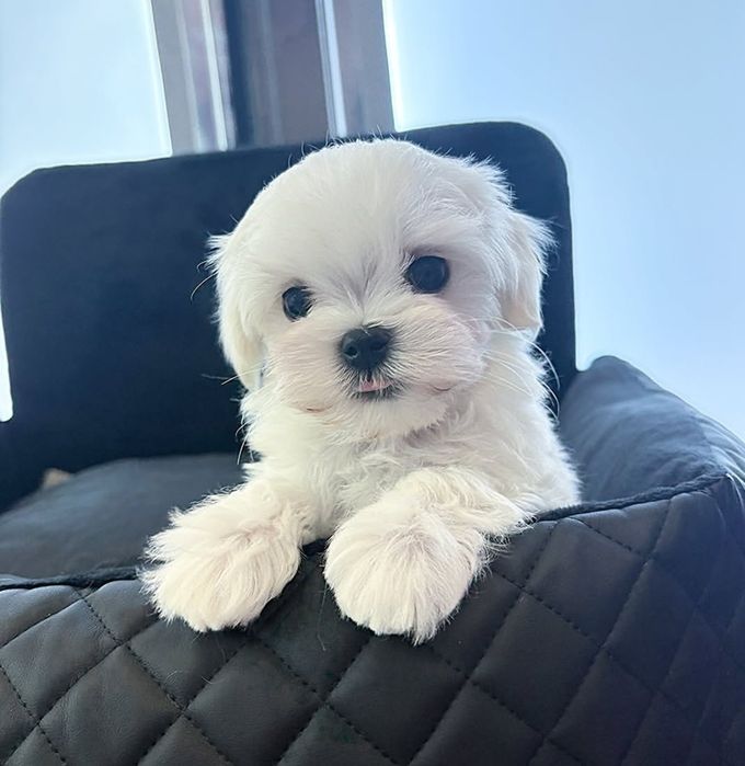 Цуценята мальтезе