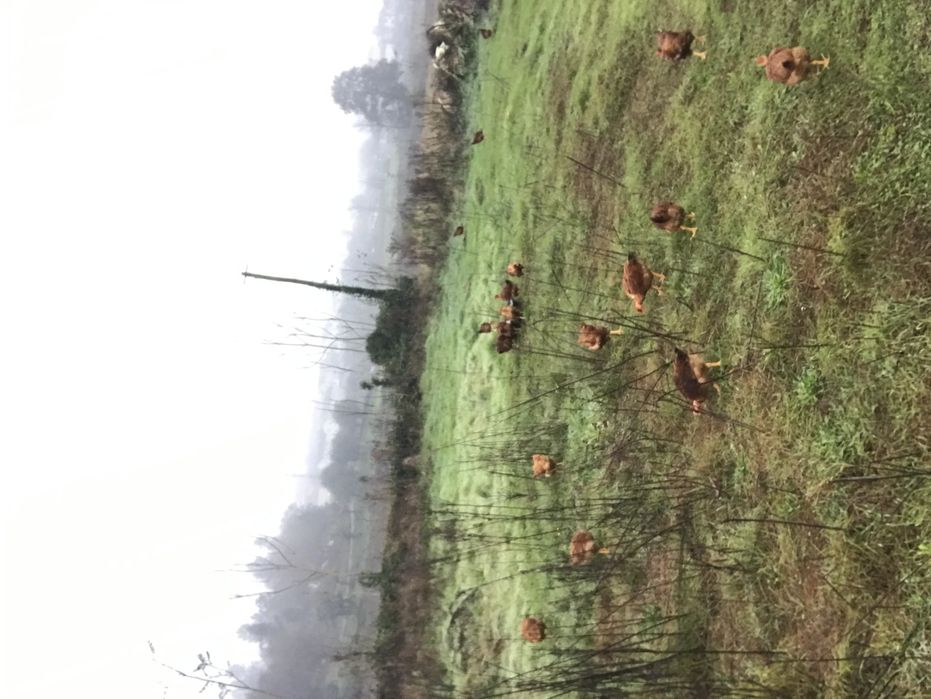 Frangos caseiros e traçados