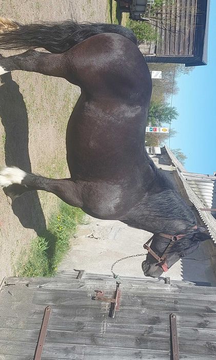 Klacz zimnokrwista
