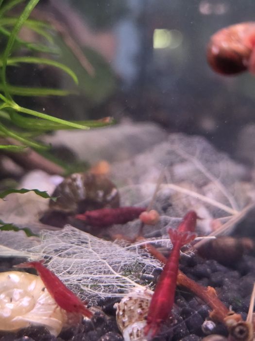 Czerwone krewetki neocaridina bloody mary