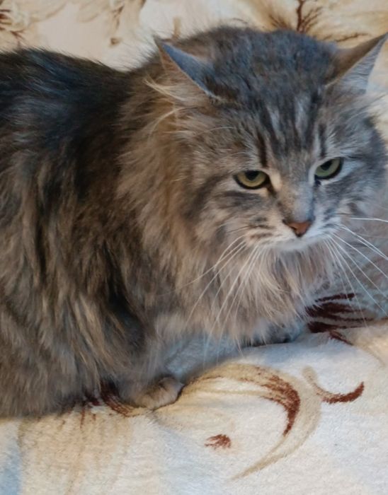 Віддам кошеня в гарні руки