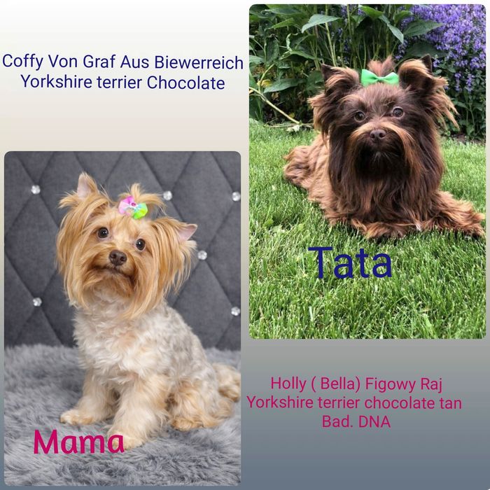 Śliczny chłopczyk Chocolate tan Yorkshire terrier