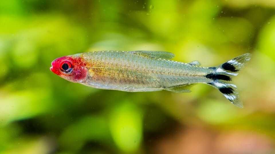 GB Rodostomus, Zwinnik Blehera | Pakiet 100+ szt. - dowóz ryb!
