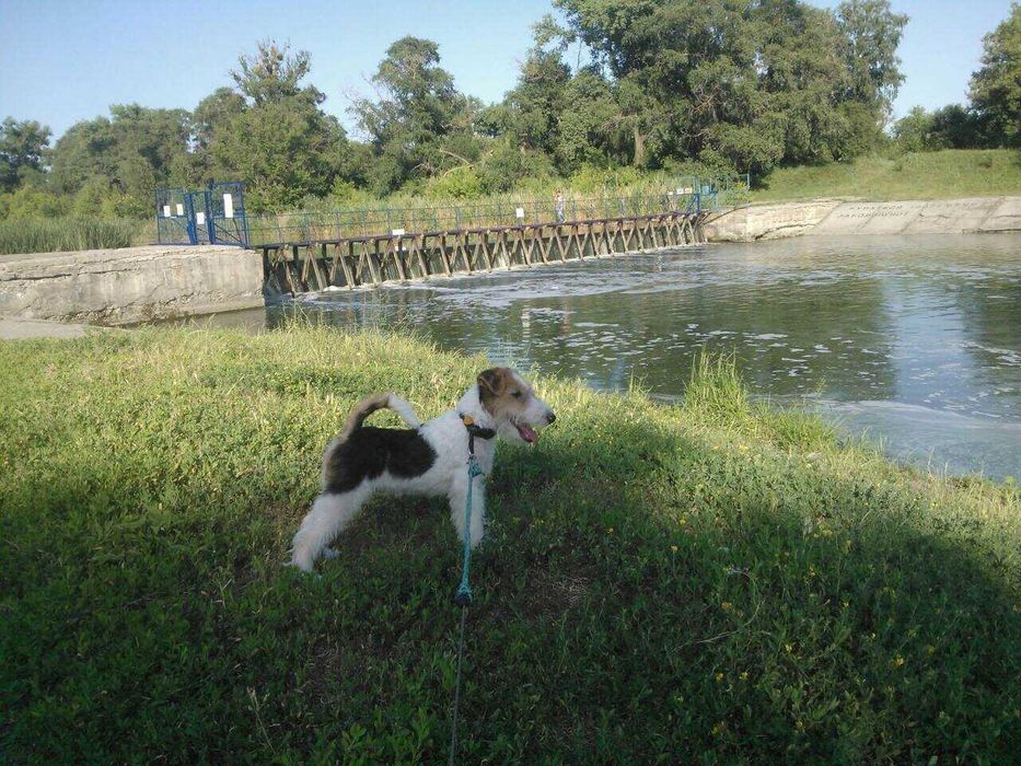 Вязка жш.фокстерьера