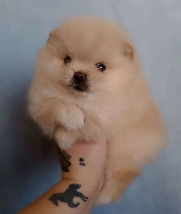 Цуценята померанський шпіц