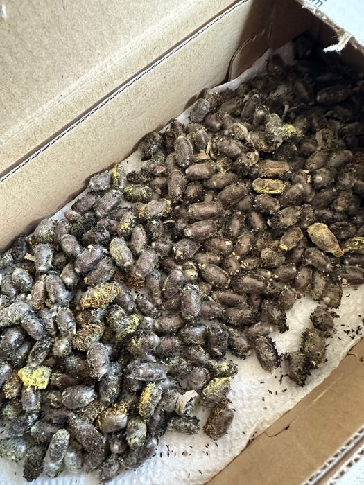 Kokon pszczoły MURARKI