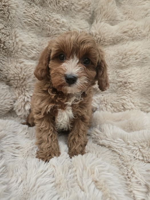 Piesek Cavapoo do odbioru po 20 czerwca