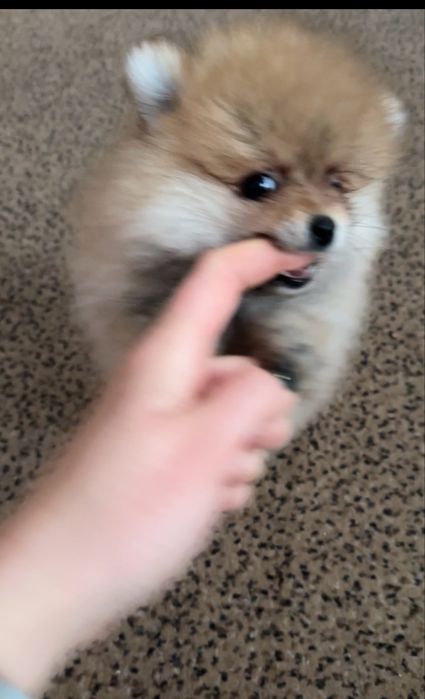Крихітна Дівчинка померанського шпіца