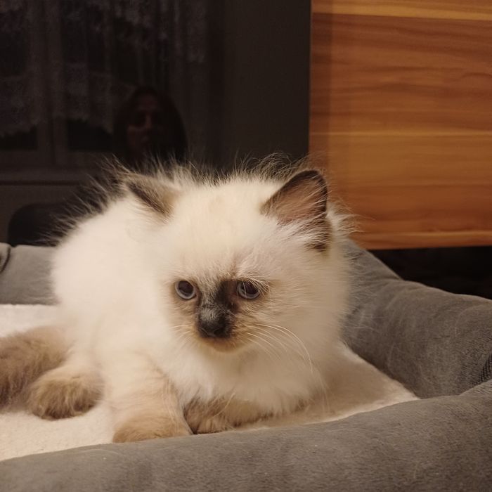 Kotka ragdoll gotowa do zmiany domu