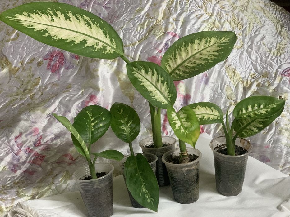 Диффенбафія. Кімнатна рослина.