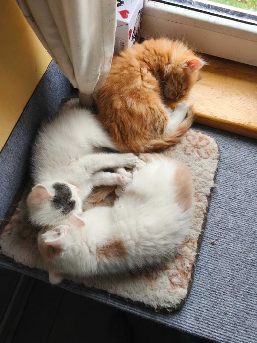 Киця в добрі руки