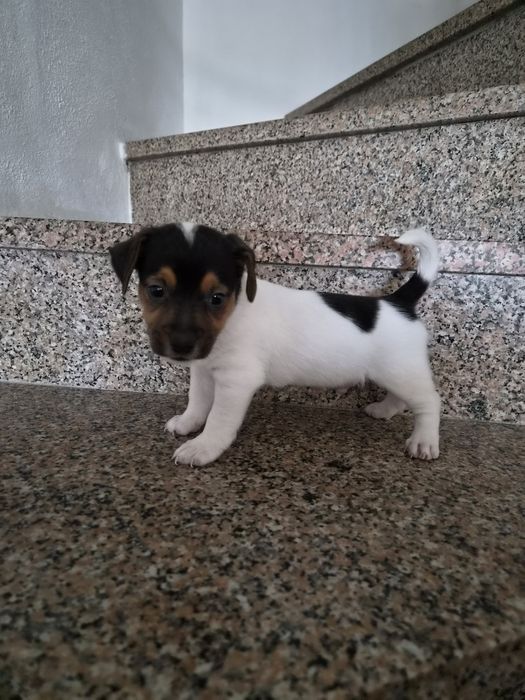 Jack russell terrier macho