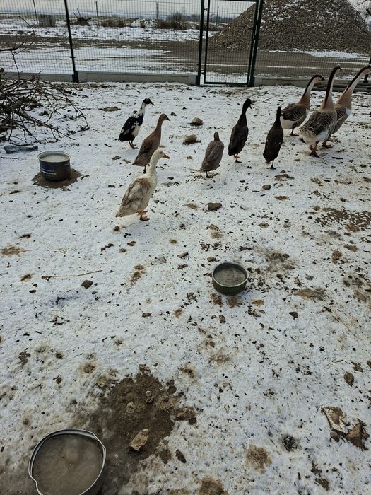 Sprzedam indory indyki