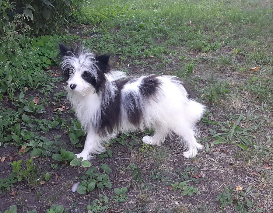 Помапу. Хлопчик.