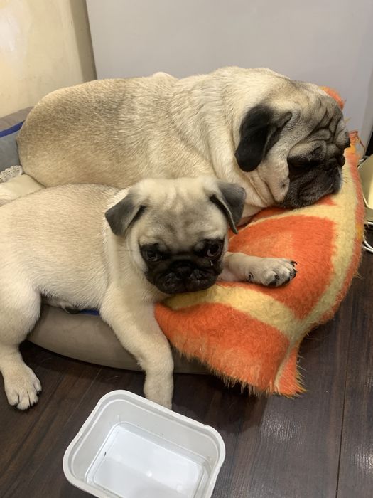 Шукаємо дівчинку для мопса