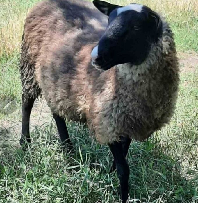 Овцы (отличное вложение Ваших средств)