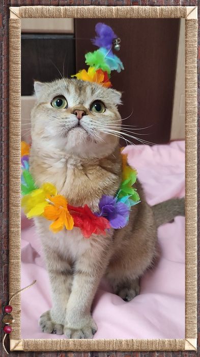 Вислоухая шотландская красавица от ЗОЛОТОЙ шиншиллы