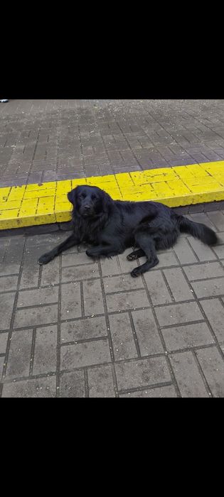 Молодой песик ищет добрые руки!