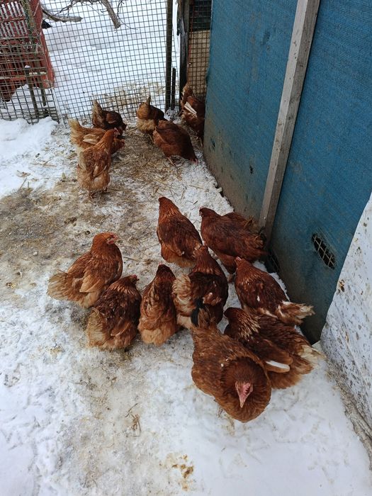 Kury nioski Novogen 24 tygodnie .