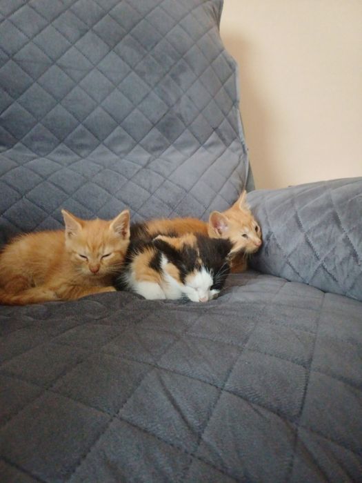 Kotki 2 miesięczne oddam