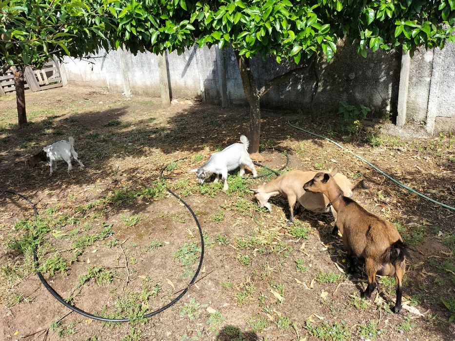 cabras anãs sem chifres