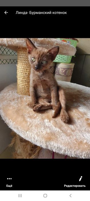 Бурманские котята (бурма)