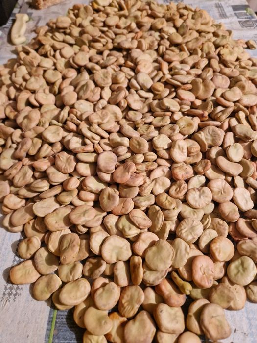 Bób rambos po centrali .