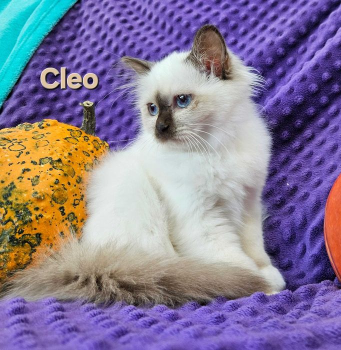 Cleo- Święty Kot Birmański