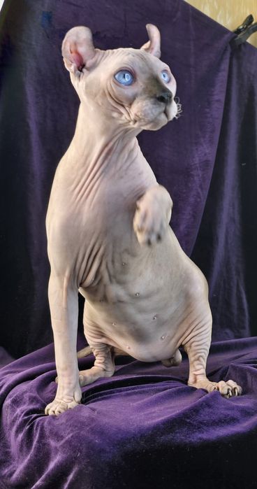 Ельф хлопчик з блакитними оченятами