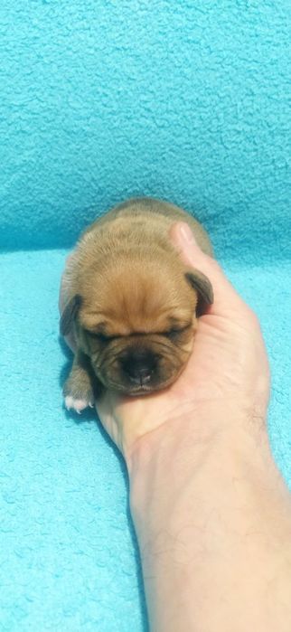 Стаффордширський бультер'єр